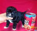 Maltipoo